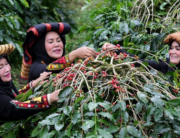 Festival Kopi Gayo Aceh