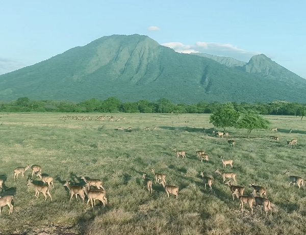 Taman Nasional Baluran, Afrika-nya Indonesia